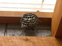 アシナガバチの巣1