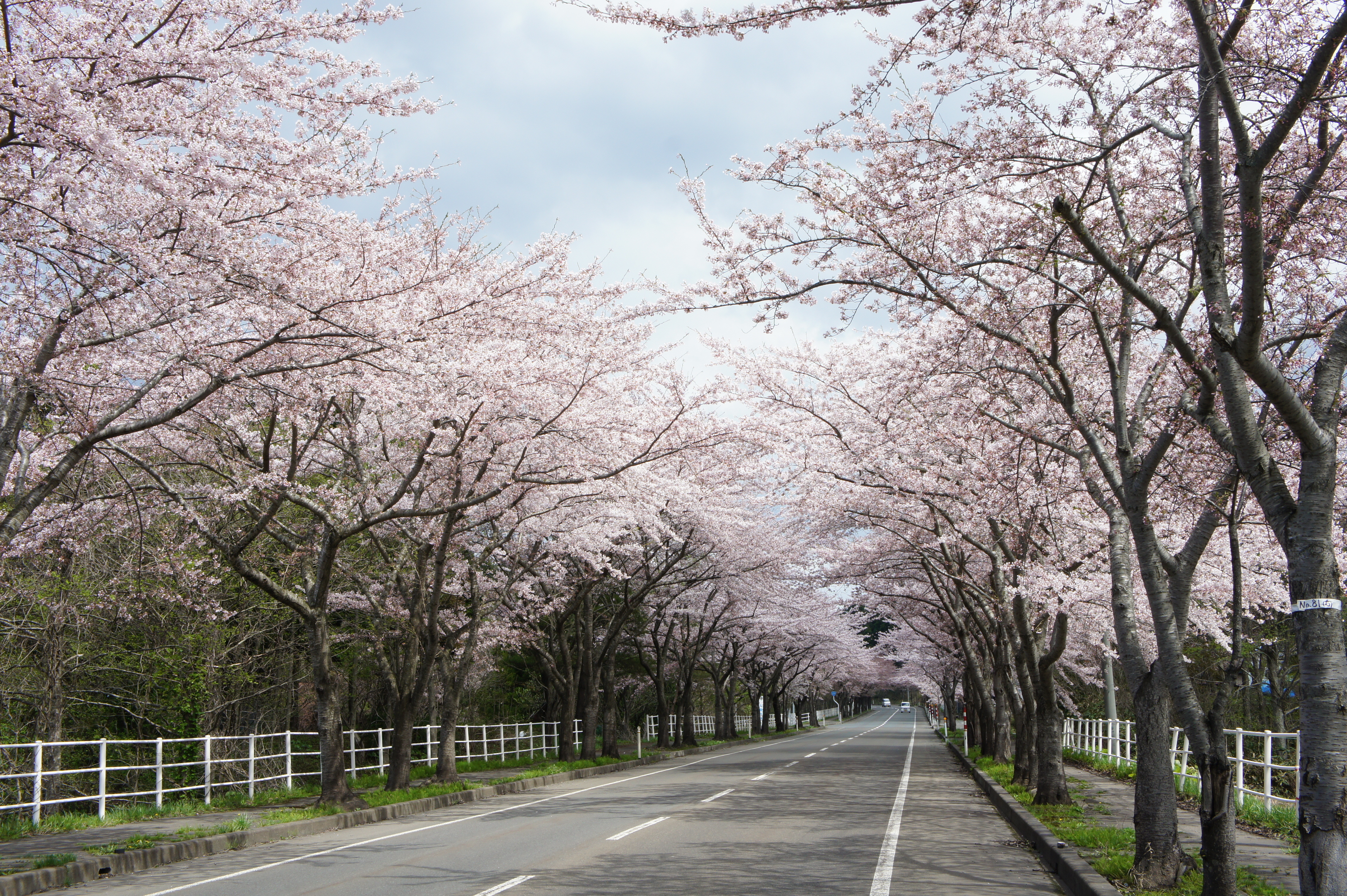 大畑桜ロード