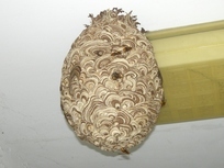 スズメバチの巣1