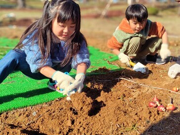 球根植え