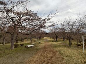 早掛沼公園膨らみ1