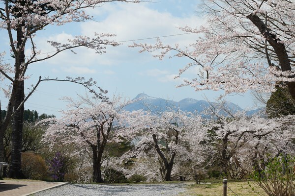 早掛沼公園写真