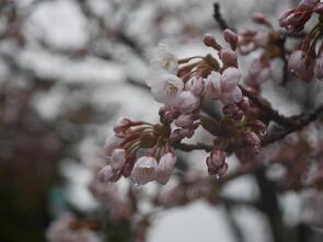 水源池公園開花1