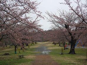 早掛沼公園開花1