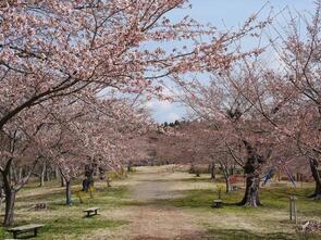 早掛沼公園三分咲き1