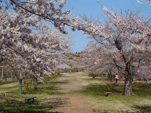 早掛沼公園七分咲き4