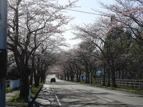大畑桜ロード三分咲き1