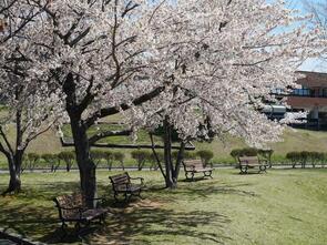 金谷公園満開2