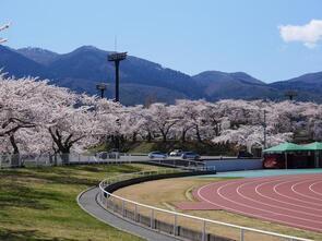 むつ運動公園満開4