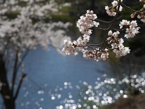 早掛沼公園満開6