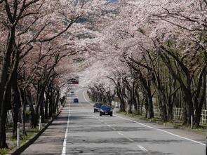 大畑桜ロード満開1