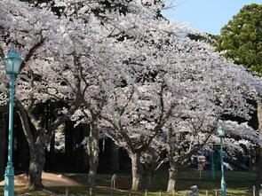 水源池公園満開1