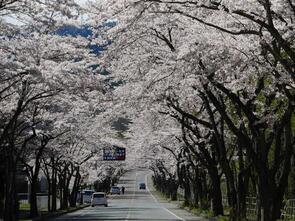 大畑桜ロード1