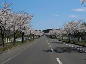 大畑桜ロード2