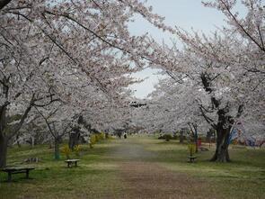 早掛沼公園散り始め1