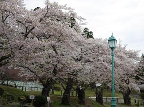 水源池公園散り始め2