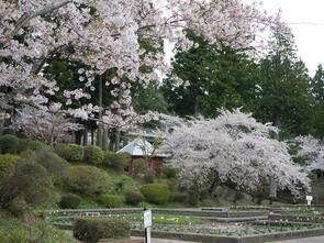 水源池公園散り始め3