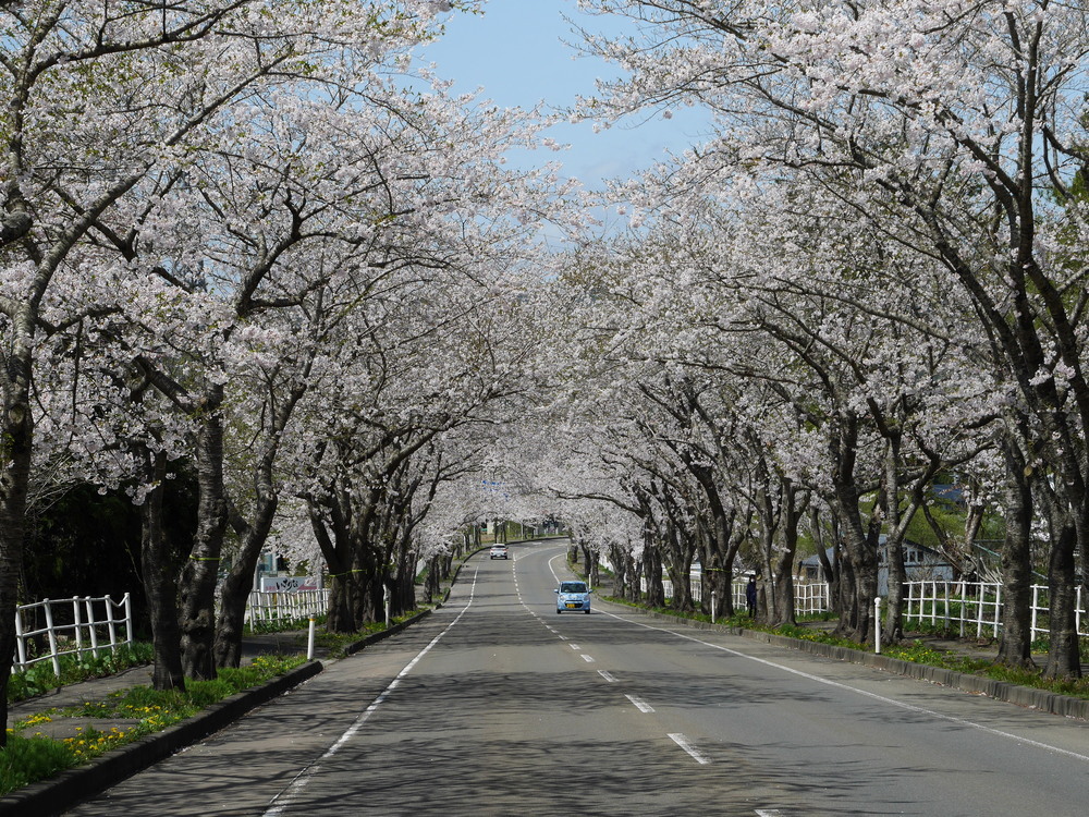 桜ロード