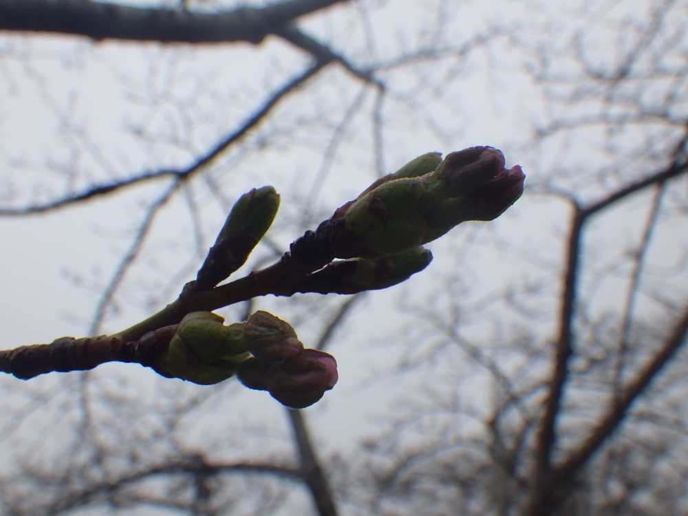 桜のつぼみ