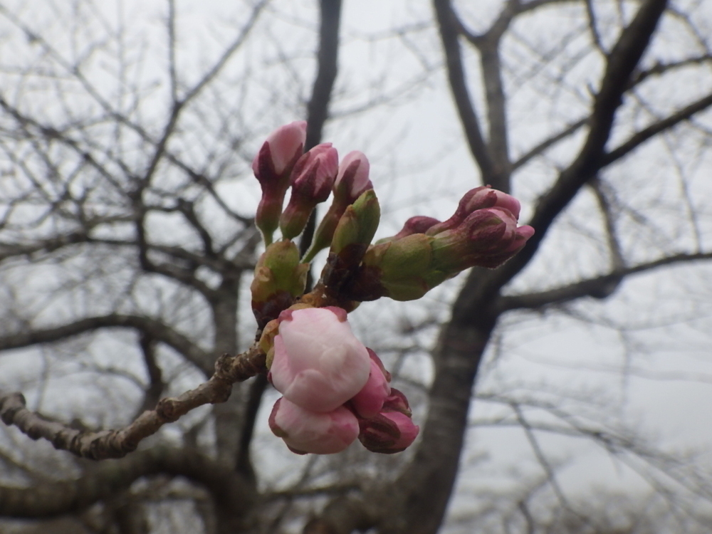 早掛沼公園の桜のつぼみ