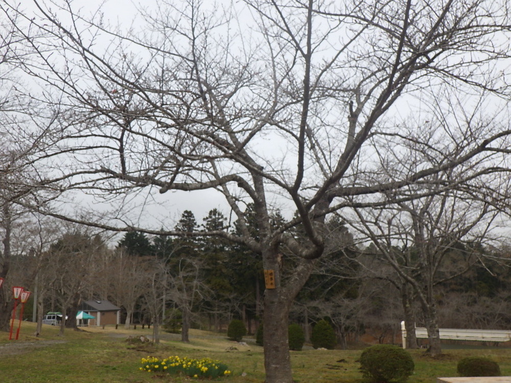 早掛沼公園の桜