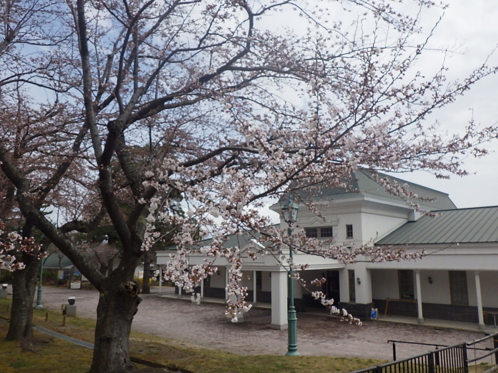 水源池公園の桜