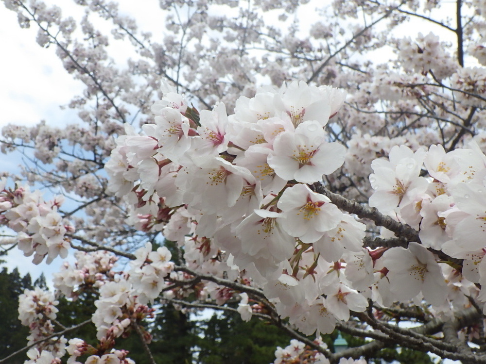 水源地公園の桜の花