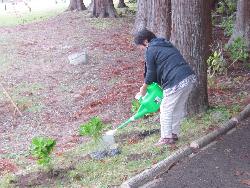 水源池公園にアジサイを植えました