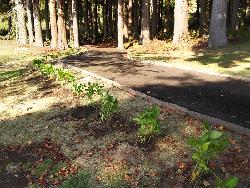 水源池公園にアジサイを植えました