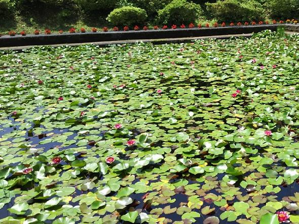水源池公園の睡蓮