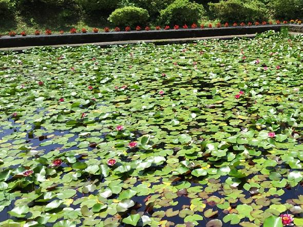 水源池公園の睡蓮