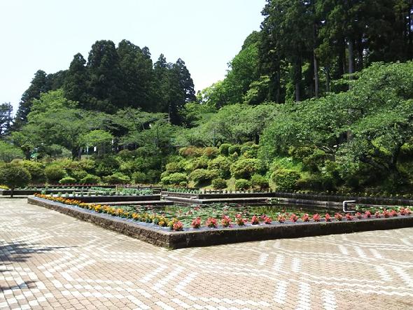 水源池公園の睡蓮