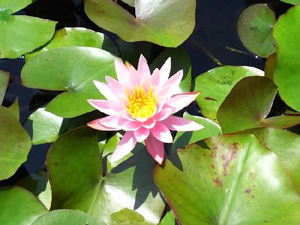 水源池公園の睡蓮