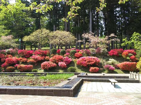 水源池公園のツツジ