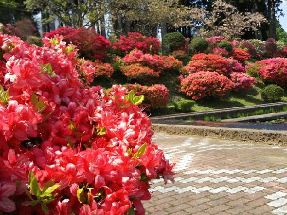 水源池公園のツツジ