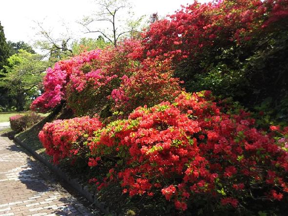 水源池公園のツツジ