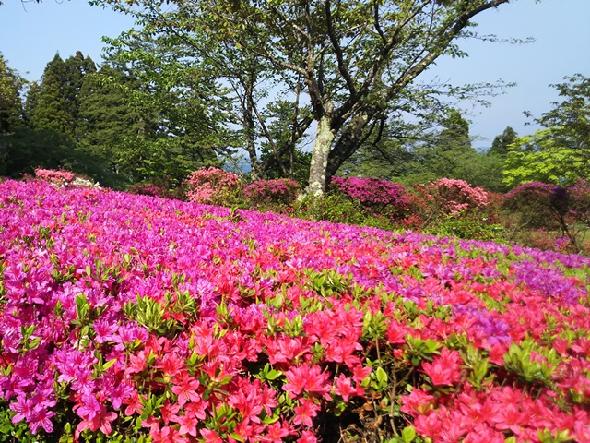 水源池公園のツツジ