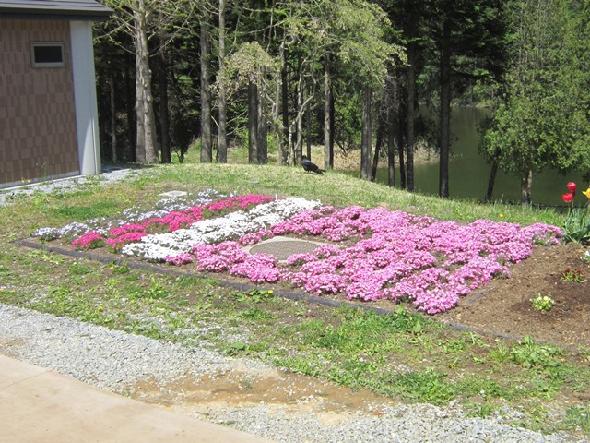 水源池公園のシバザクラ