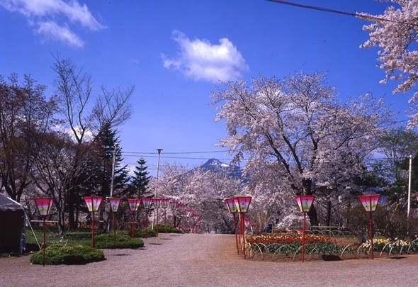 桜街道1