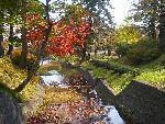 水源池公園の紅葉